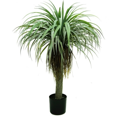 PLANTAS DRACAENA