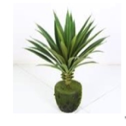 Planta Suculenta Verde