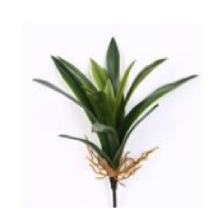 Planta Gladiola Verde