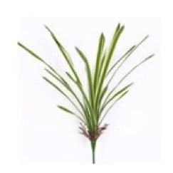 Planta Gladiola Verde