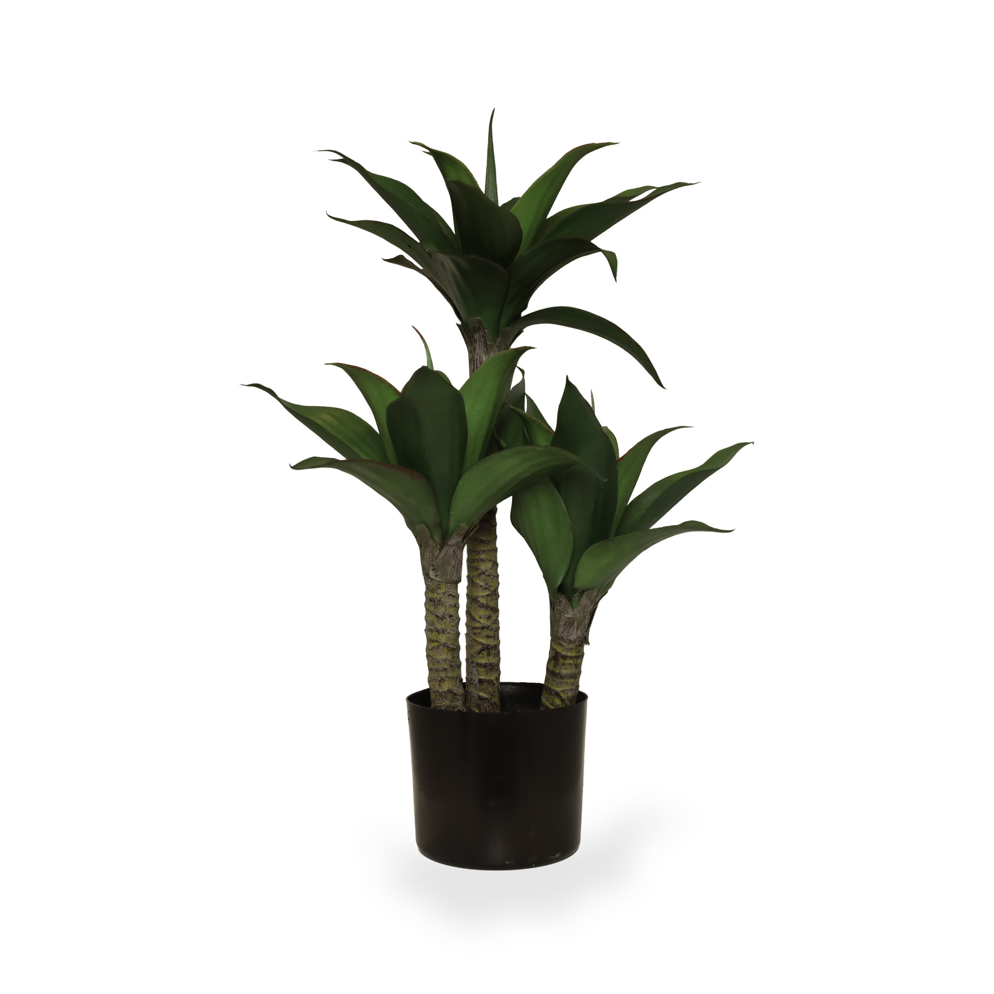 Planta Dracaena con Pote